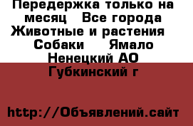 Передержка только на месяц - Все города Животные и растения » Собаки   . Ямало-Ненецкий АО,Губкинский г.